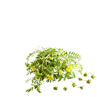 Tribulus Terrestris